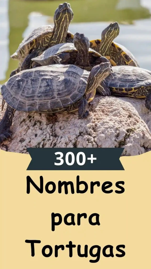 300+ Nombres para Tortugas