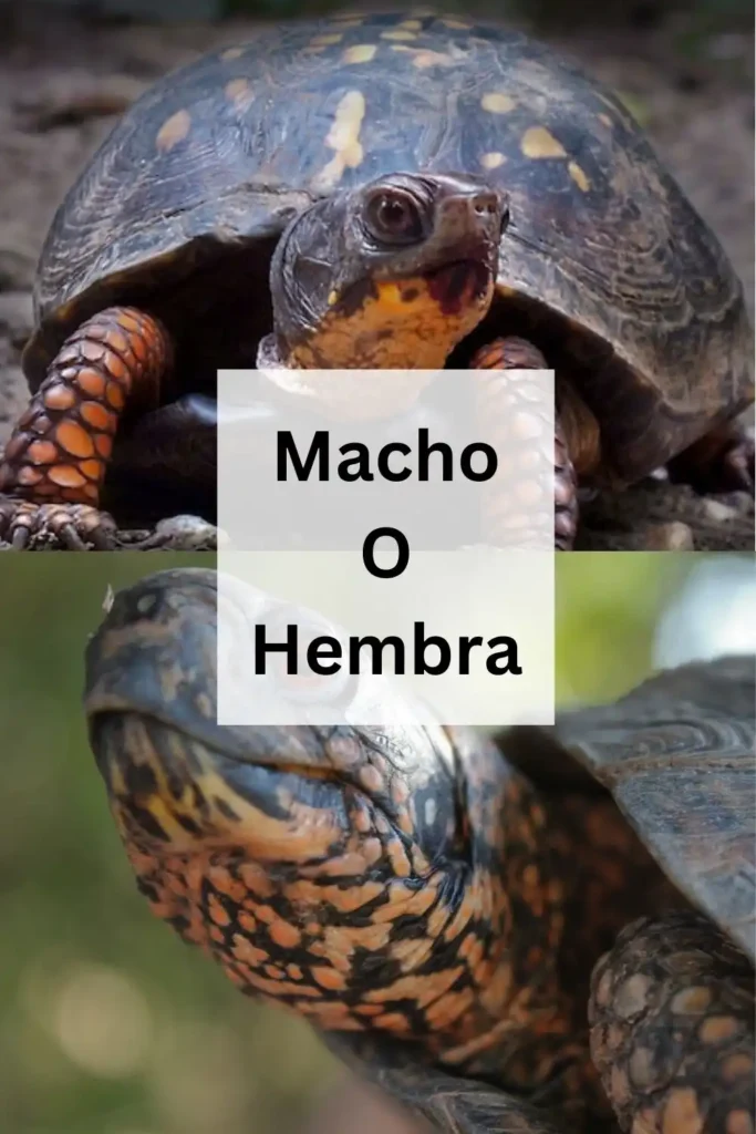 Diferencias entre tortuga macho y tortuga hembra