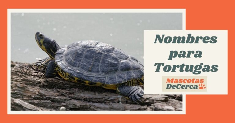 Nombres para Tortugas