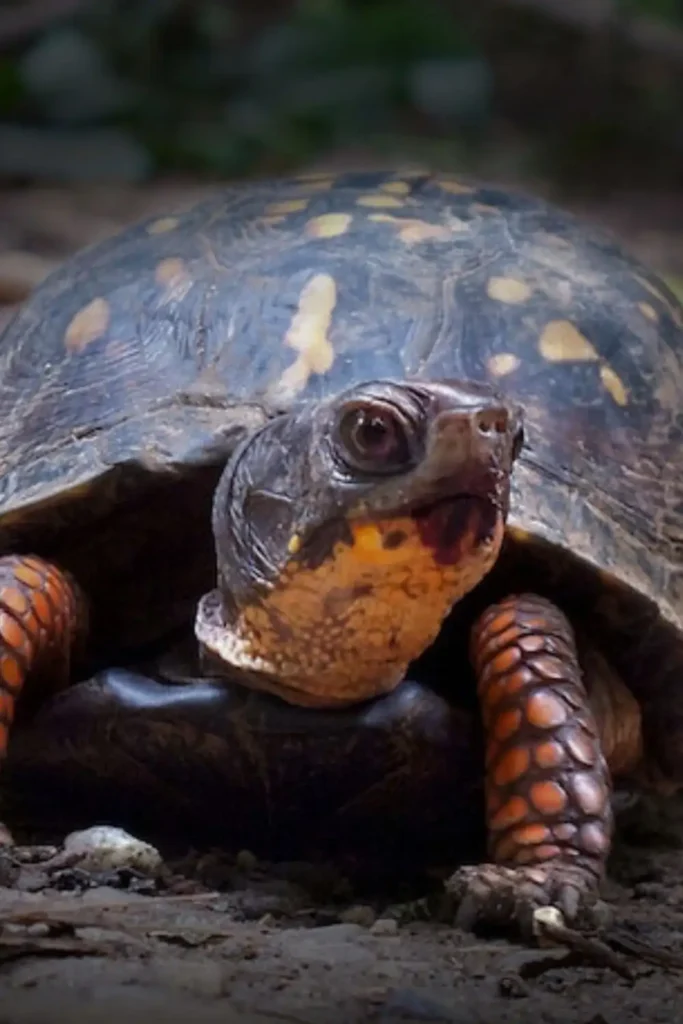Nombres para Tortugas Hembra