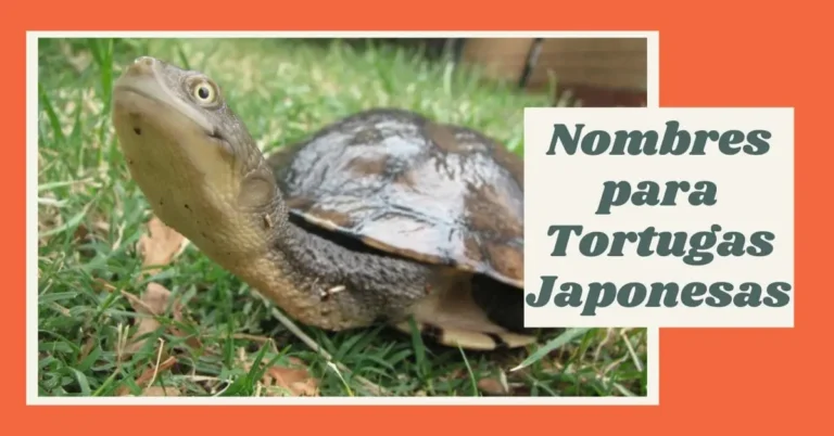 Nombres para Tortugas Japonesas