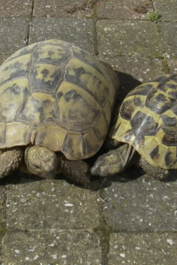 Nombres para Tortugas Unisex