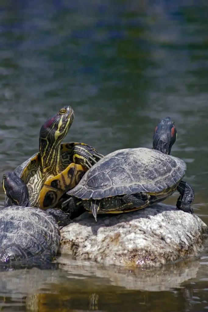 Nombres para Tortugas de Agua Dulce