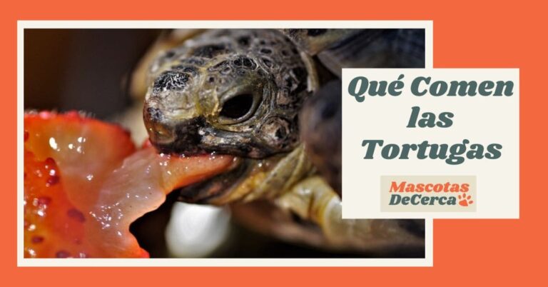 Qué Comen las Tortugas