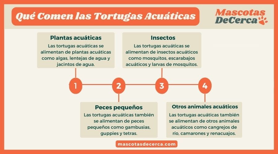 Qué Comen las Tortugas Acuáticas