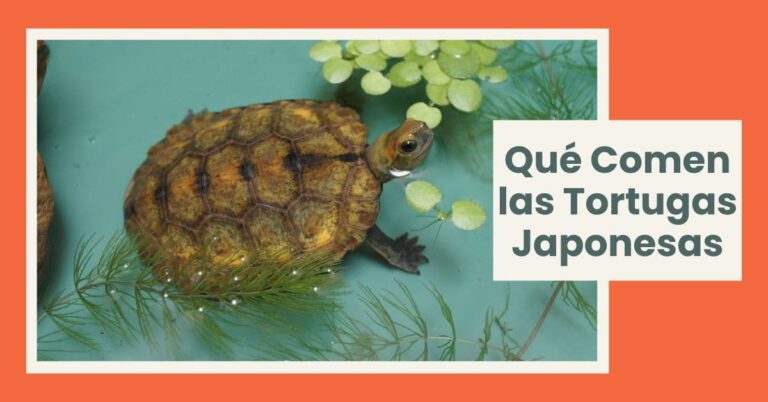 Qué Comen las Tortugas Japonesas