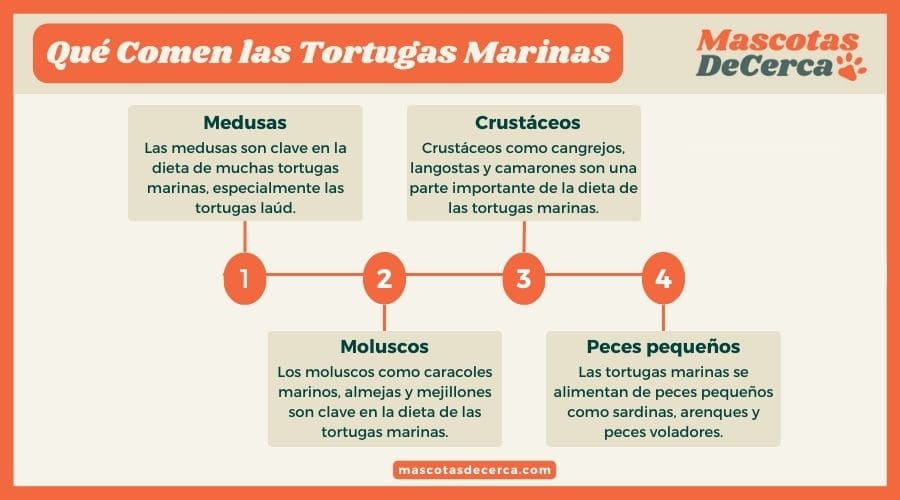 Qué Comen las Tortugas Marinas