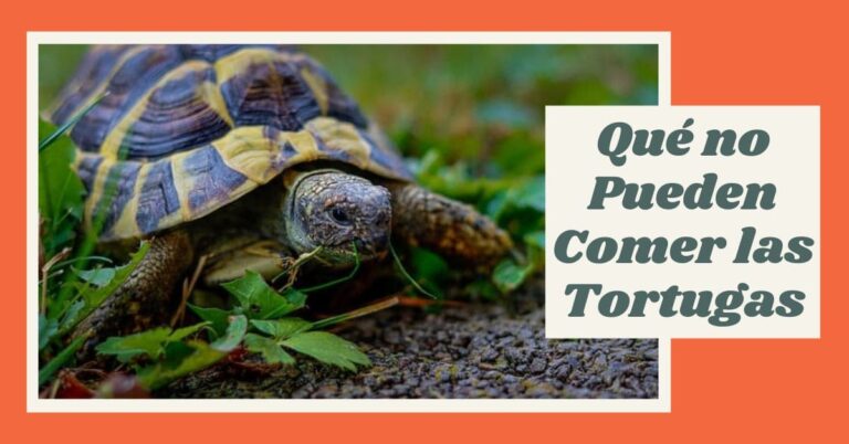 Qué no Pueden Comer las Tortugas