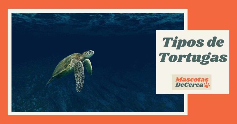 Tipos de Tortugas
