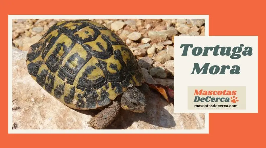 Tortuga Mora Foto