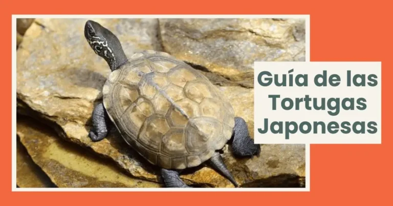 Tortugas Japonesas