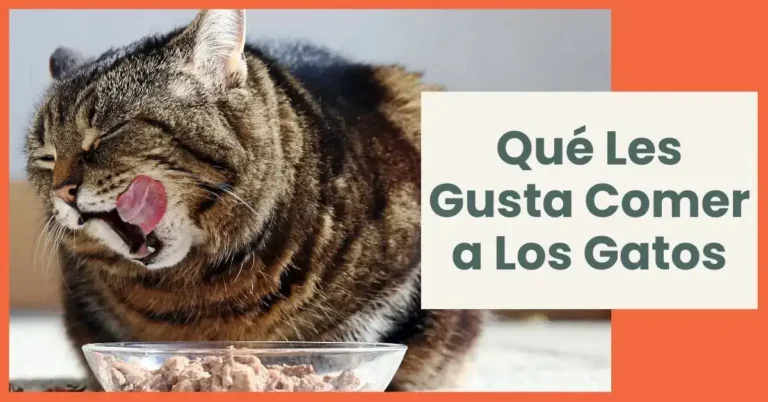 Qué Comen Los Gatos