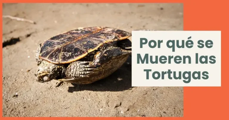 Por qué se Mueren las Tortugas