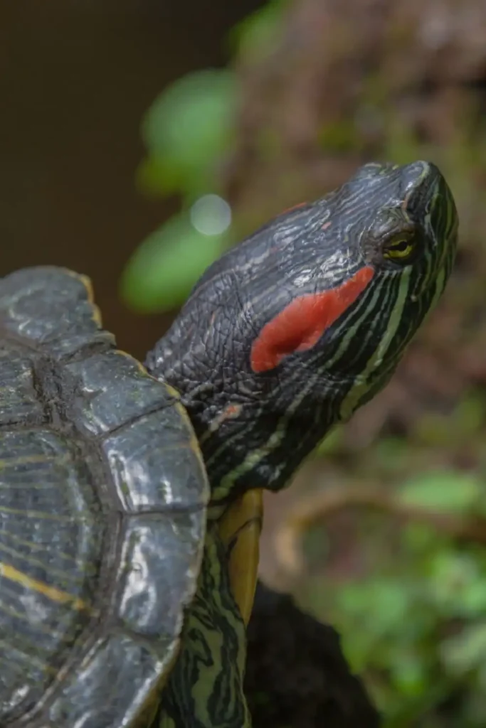 Tortuga Acuática