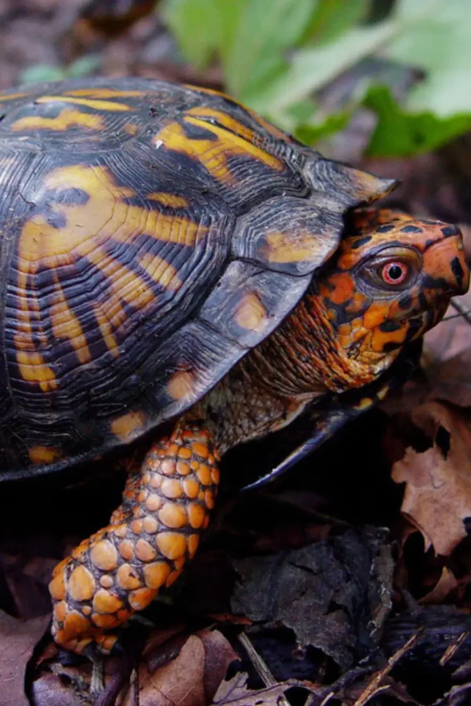 Tortuga de Tierra