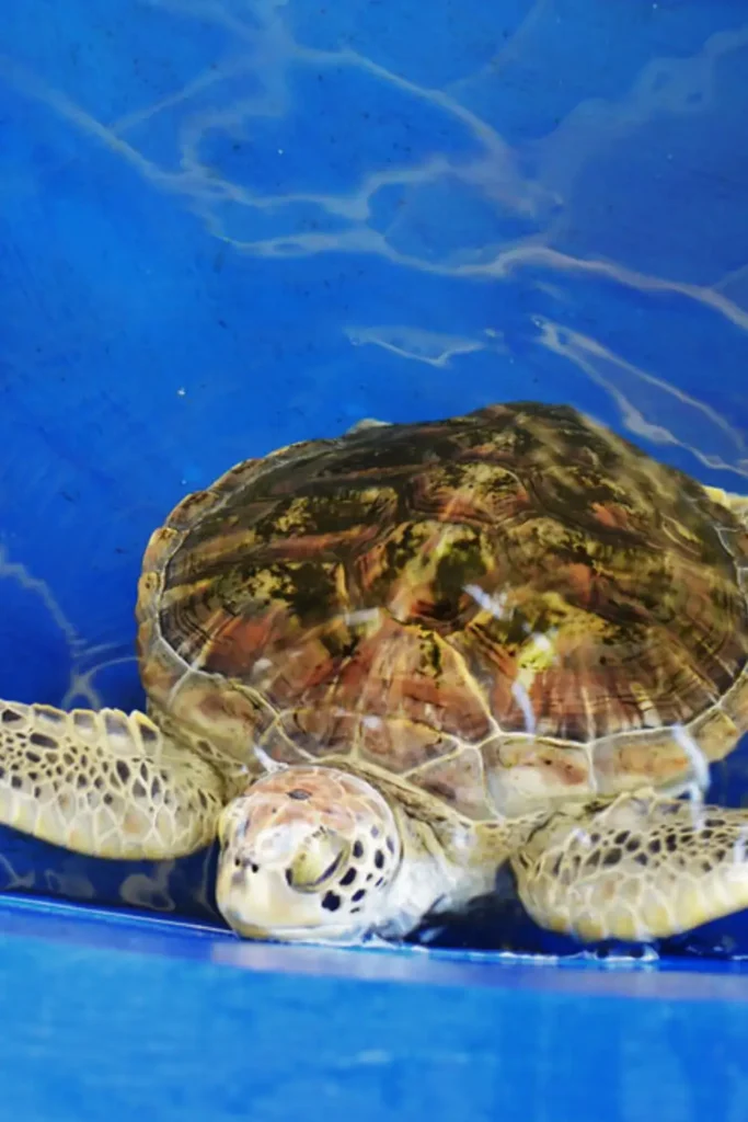 Una tortuga en el acuario