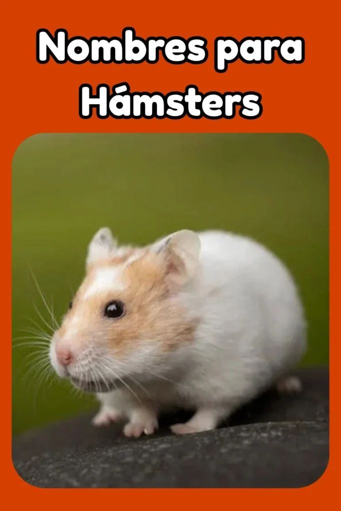 Ideas de Nombres para Hámsters