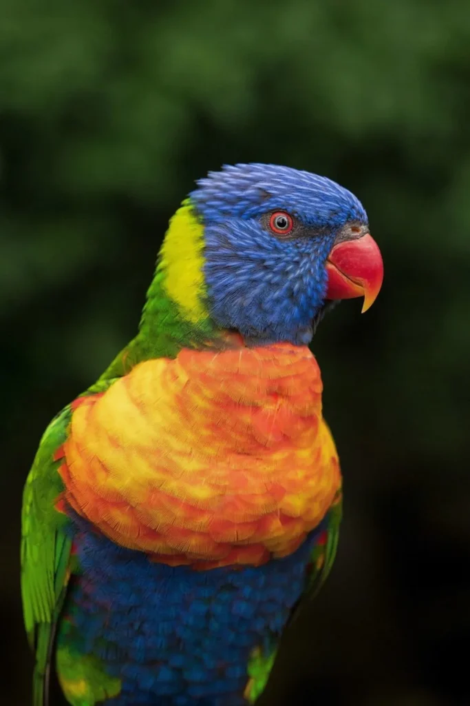 Loro Australiano