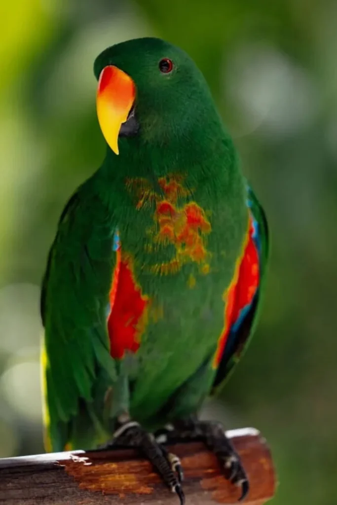 Loro Tierno y Bonito
