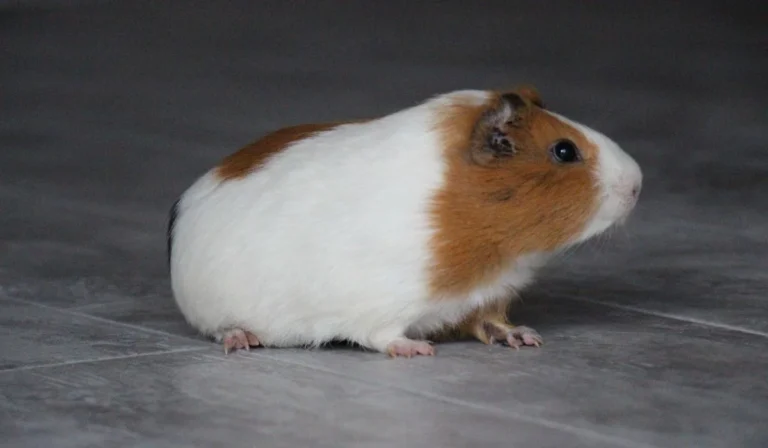 Nombres para Hámsters