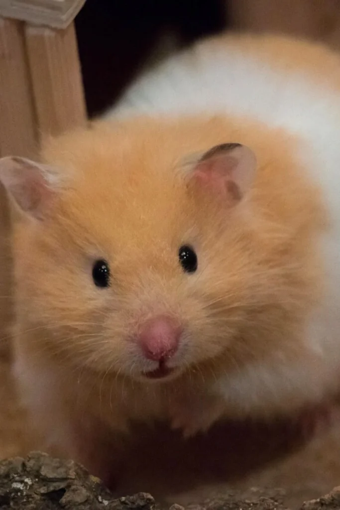 Un hámster adorable con expresión tierna y pelaje suave