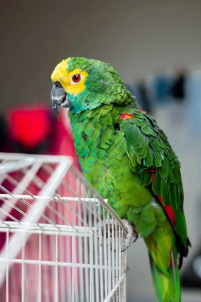 Un loro colorido en una jaula