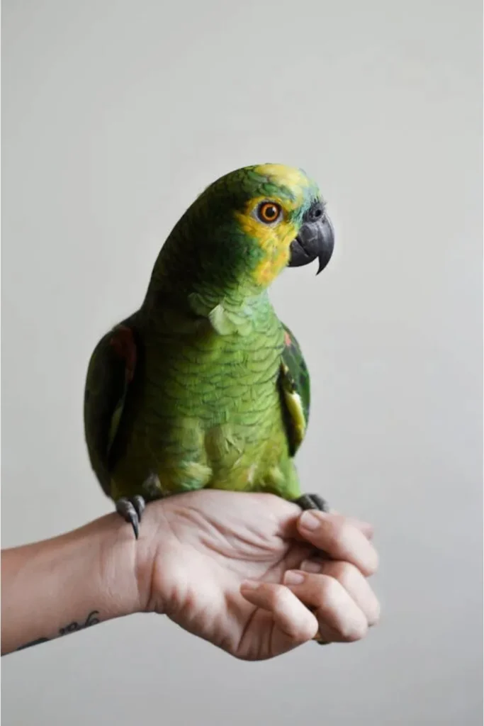Un loro verde en la mano de un humano
