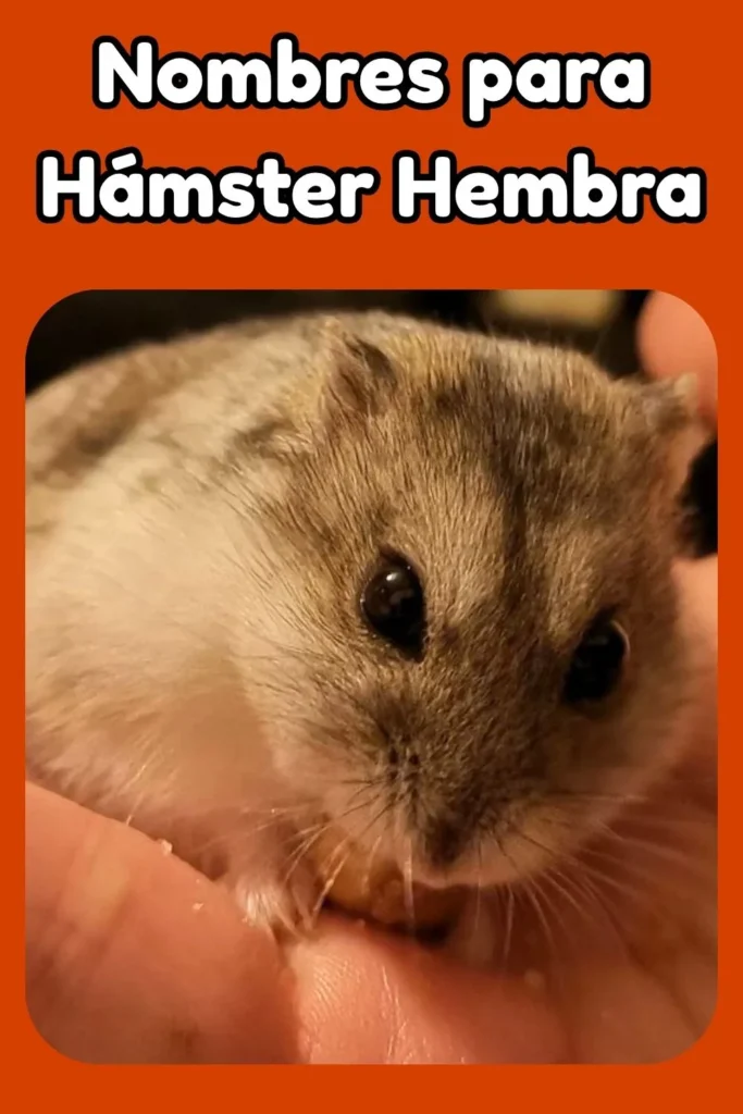 Ideas de nombres para hámsters hembra