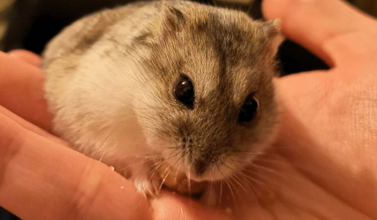 Nombres para Hámster Hembra