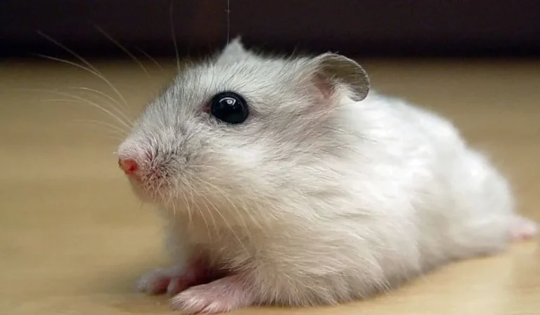 Nombres para Hámster Macho