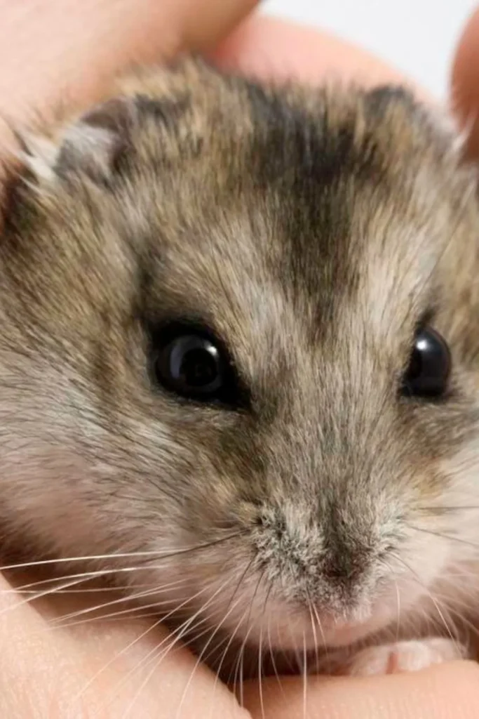 Un humano sosteniendo un hámster gris
